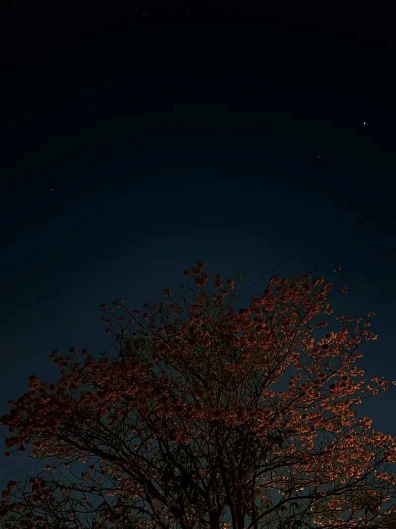 Pink blossom tree reaching up towards a starry night sky.