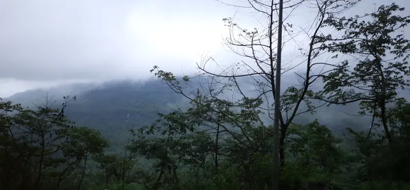 Fog-shrouded mountain range seen through silhouette tree branches.