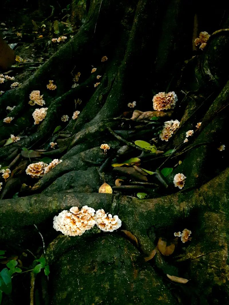 Wild bracket mushrooms growing abundantly on tree roots in the woods.