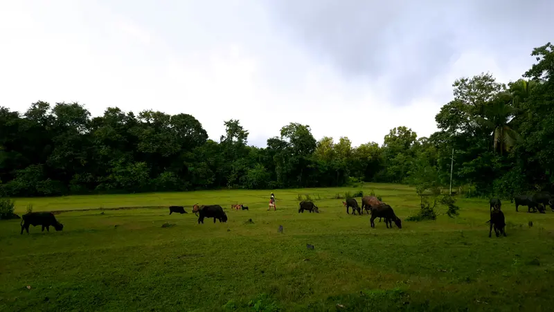 Cattle and a villager in a vast green meadow against a dark forest backdrop.