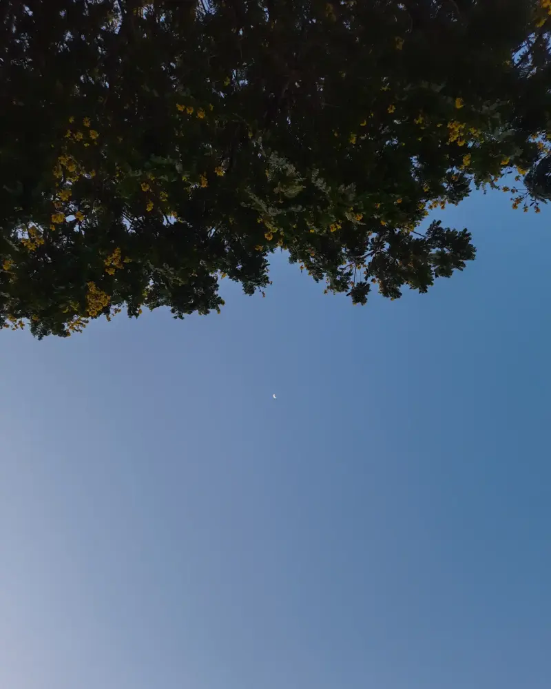 Crescent moon centered in a blue dusk sky framed by canopy leaves.