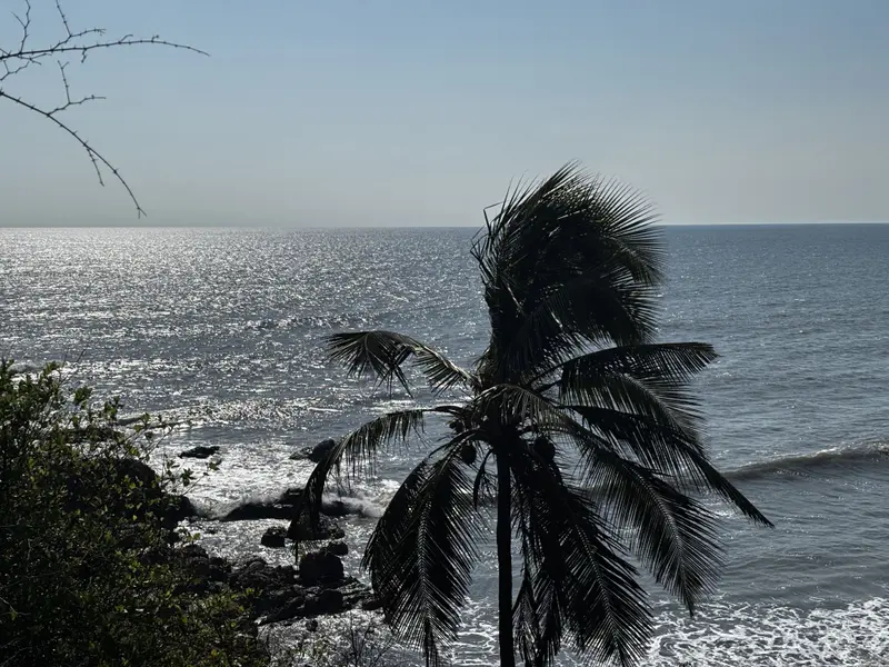 Windblown palm tree against a glittering sunlit sea and rocky coastline.
